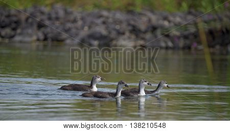 Grebe Birds On Big Sea Milada In Hot Summer Day