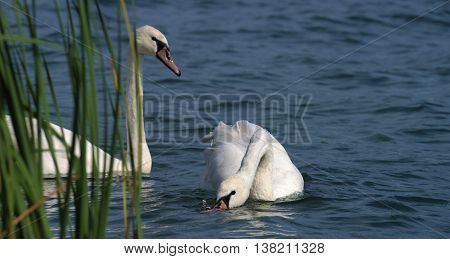 Swans On Big Sea Milada Near Usti Nad Labem City