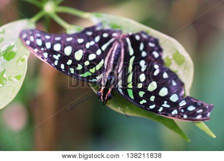 Polka dot butterfly sitting on leaf - Graphium sarpedon