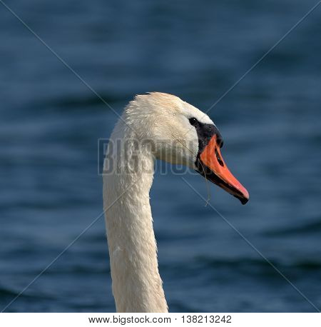 Swans On Big Sea Milada Near Usti Nad Labem City