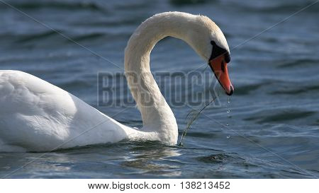 Swans On Big Sea Milada Near Usti Nad Labem City