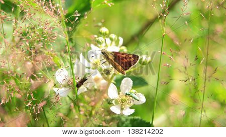 Closeup Of An Orange And Black Butterfly In Nature