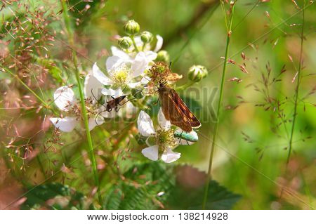 Closeup Of An Orange And Black Butterfly In Nature