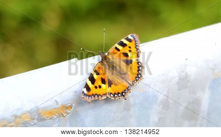 Closeup Of An Orange And Black Butterfly In Nature