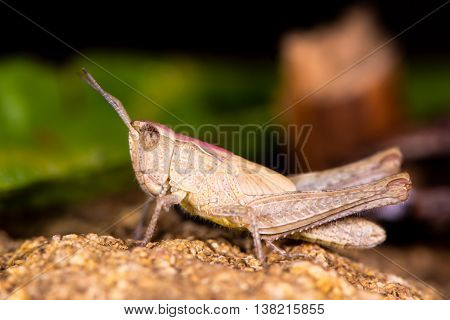 Field grasshopper (Chorthippus brunneus) brown form. Short-winged insect in family Acrididae with pink pronotal shield and hairy underside