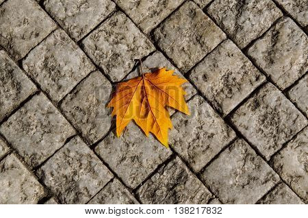 Autumn golden orange maple laef lying on the city cobblestone, autumn vintage hipster seasonal background