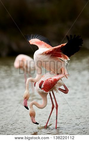 Beautiful pink flamingos (Phoenicopterus roseus) mating in Camargue