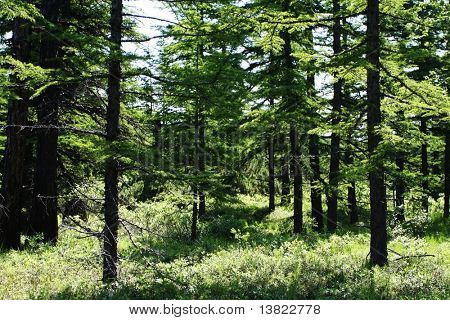 Tamarack Wald