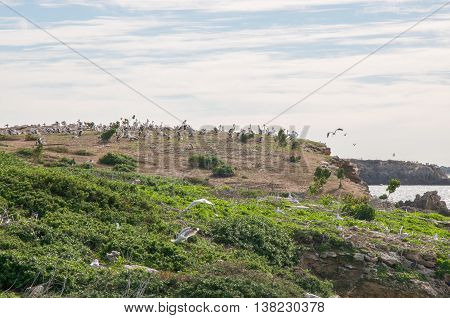 Large colony of large pelicans nesting on the peak of a coastal dune at Penguin Island under an overcast sky in Rockingham, Western Australia.
