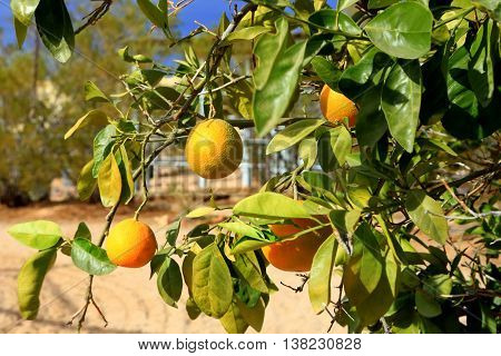 oranges tree sunshine backyard landscape life style
