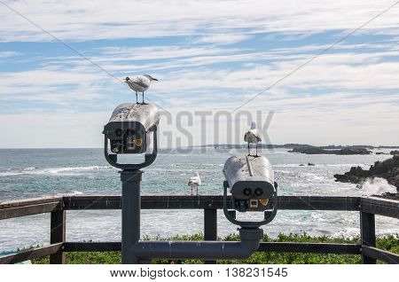 Sea gulls at Penguin Island lookout with elevated view of the Indian Ocean seascape under a blue sky with clouds in Rockingham, Western Australia.