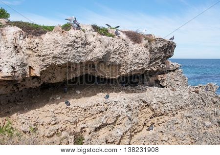 Rock pigeons and sea gulls on the rough limestone rock formations at Penguin Island with the Indian Ocean water under a blue sky with clouds in Rockingham, Western Australia.