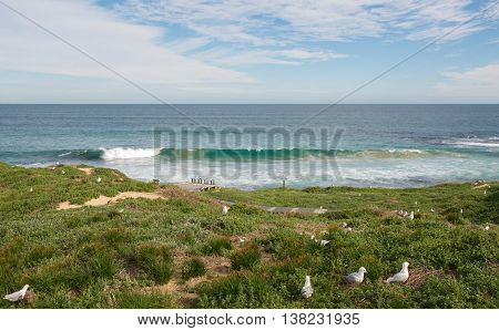 Penguin Island scenic views with native flora, gentle waves and nesting birds in the Indian Ocean seascape under a cloudy sky in Rockingham, Western Australia.