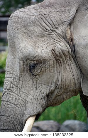 Elephants are large mammals of the family Elephantidae and the order Proboscidea. Two species are traditionally recognised, the African elephant (Loxodonta africana) and the Asian elephant