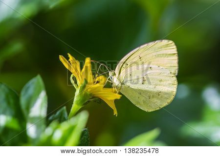 a butterfly on flower on nature background