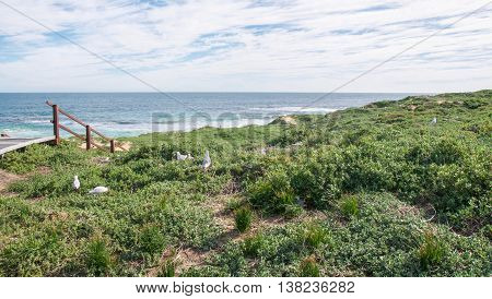 Coastal dunes with native plants, nesting sea gulls and Indian Ocean seascape under a blue sky with clouds in Rockingham, Western Australia.