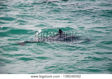Wild dolphin swimming in the Indian Ocean waters off of Penguin Island in Rockingham, Western Australia.