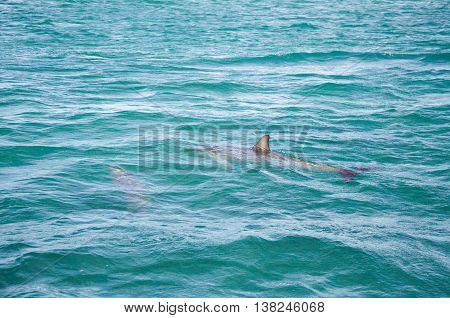 Two wild dolphins swimming in the turquoise Indian Ocean waters off of Penguin Island in Rockingham, Western Australia.
