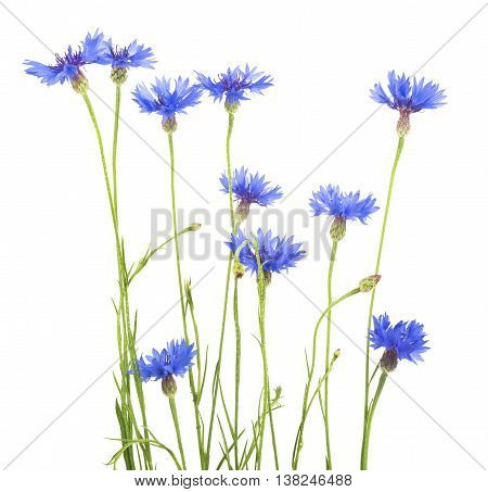 Cornflower. Bouquet of wild blue flowers. Isolated