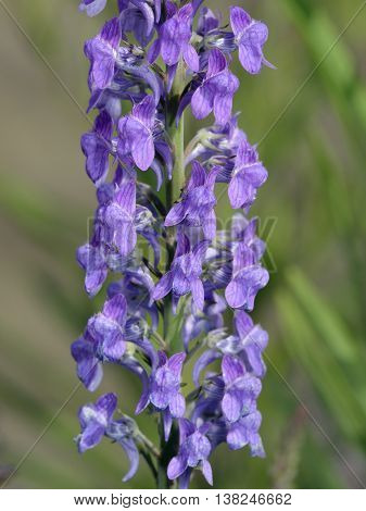 Purple Toadflax - Linaria purpurea Closeup of flower spike
