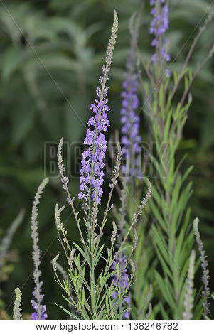 Purple Toadflax - Linaria purpurea Tall Purple Flower