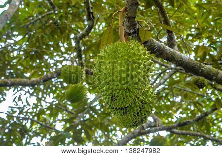 Big durian fruits hanging on tree.Known as the king of fruits in the Malaysia and Southeast Asia.Famous local fruits at Malaysia and its also attract many tourists to taste it.