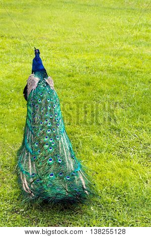 Colorful folded peacock's tail in the background of green grass (vertical)