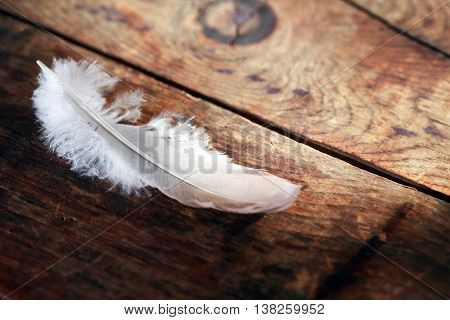 Bird feather on old wooden board with free space for text