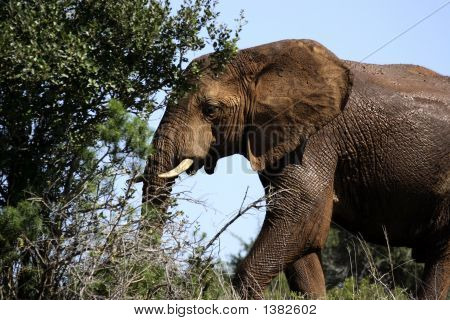 Elefant kommer ind i bushen