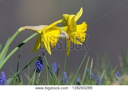 two yellow blooms of (wild) daffodil (Narcissus pseudonarcissus)