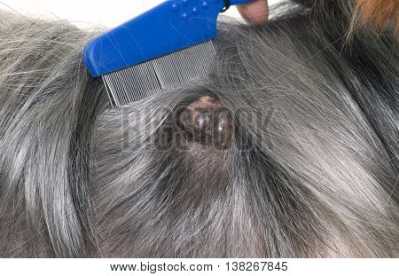 tumor on a dog in front of white background