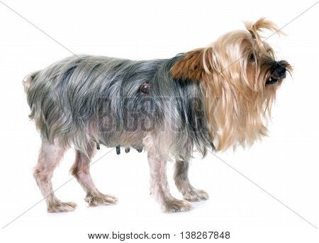 old yorkshire terrier with tumour in front of white background