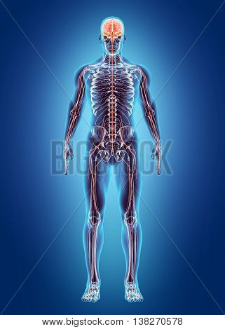 3D Illustration Of Human Internal System - Nervous System.