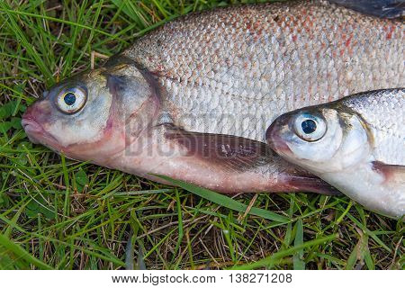 Close Up View Of Common Bream Fish And Silver Bream Or White Bream Fish On Green Grass.