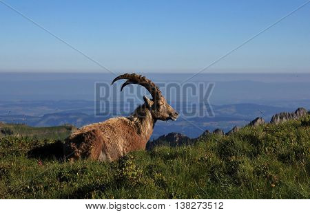 Male alpine ibex resting on a mountain ridge and enjoying the morning sun. Rare wild animal.