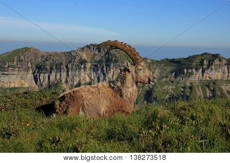 Male alpine ibex resting on top of Mt Niederhorn Swiss Alps.