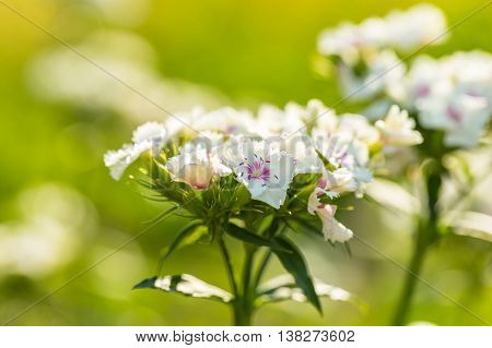 White Gillyflower Growing In Garden
