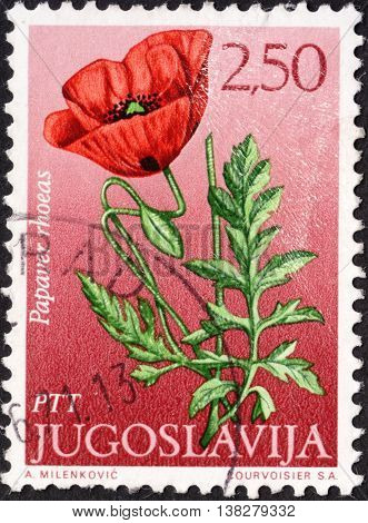 MOSCOW RUSSIA - JANUARY 2016: a post stamp printed in YUGOSLAVIA shows a flower with the inscription "Papaver rhoeas" the series "Flowers" circa 1965
