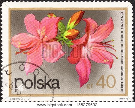 MOSCOW RUSSIA - CIRCA JANUARY 2016: a post stamp printed in POLAND shows a flower with the inscription 