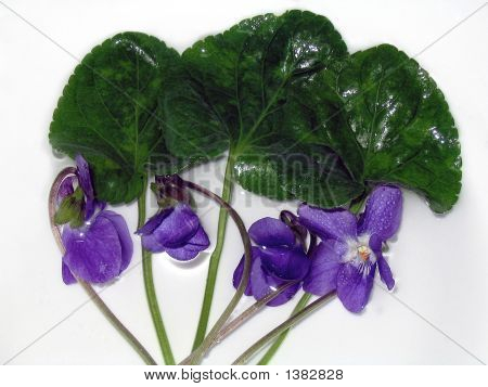 Violetas na água