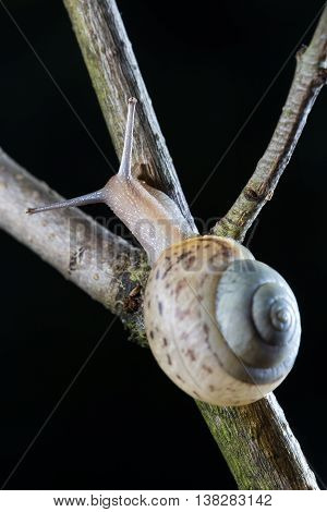 Little garden snail crawling on a branch. Black background