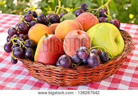 Fresh mixed fruit in an European orchard