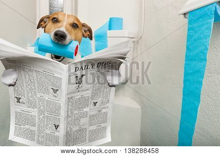 Dog On Toilet Seat