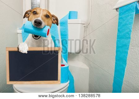 Dog On Toilet Seat