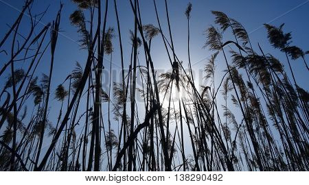 Reed plants against morning sunrise stock photo