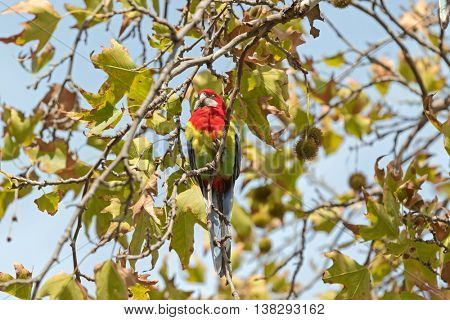 Colorful Eastern Rosella bird resting on Sweet Gum tree branch during Autumn in South Australia