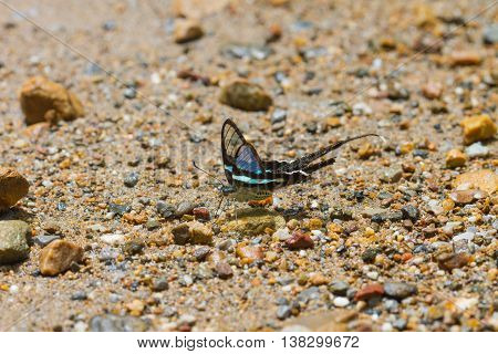 Butterfly, Green Dragontail,(lamproptera Meges)