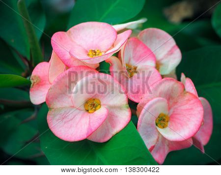 Pink Crown of Thorn flower, Christ Thorn or euphorbia milii flowers is bloom in the garden.