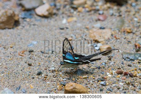 Butterfly, Green Dragontail,(lamproptera Meges)