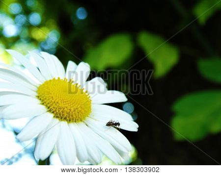 daisy with an ant on a background of foliage